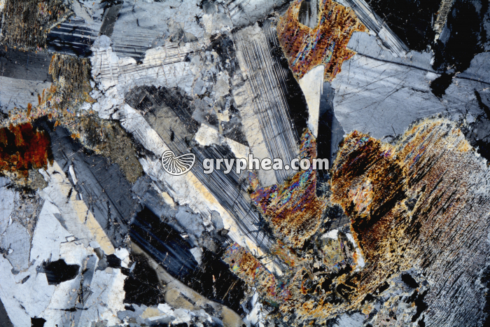 Métagabbro à Hornblende LPA x3,5 - gryphea.org